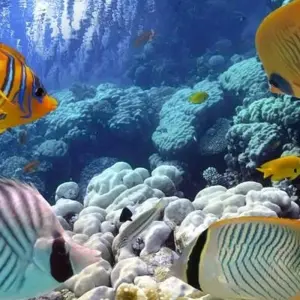 Explore Red Sea Diving 8 days from Amman for 8 days with Booking Tours and discover unforgettable experiences - Photo 5