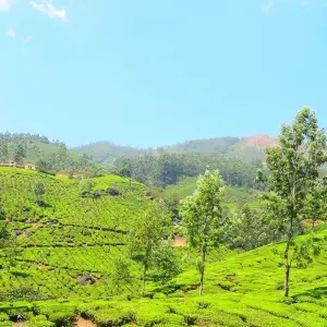 Explore A Heaven Called "Kerala" for 10 days with Bout India and discover unforgettable experiences - Photo 3