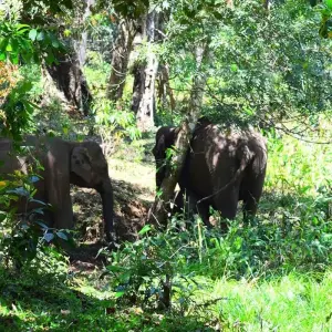 Explore A Heaven Called "Kerala" for 10 days with Bout India and discover unforgettable experiences - Photo 5