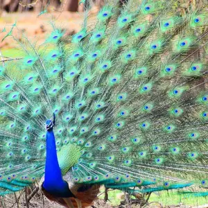 Explore Splendid Golden Triangle & Tigers for 8 days with Bout India and discover unforgettable experiences - Photo 4