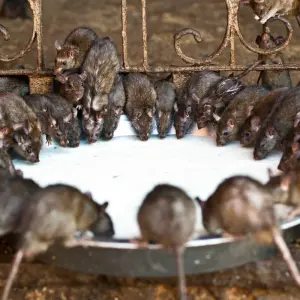 Explore Royal Rajasthan Retreat for 13 days with Bout India and discover unforgettable experiences - Photo 5