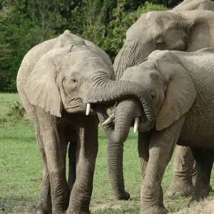 Explore 10 Days 9 Nights Samburu Np, Ol Pejeta Conservancy - Sweetwaters, Lake Nakuru Np & Masai Mara National Reserve for 10 days with Breezy Tours And Travel and discover unforgettable experiences - Photo 3