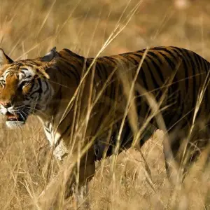 Explore Splendid Golden Triangle & Tigers for 8 days with Bout India and discover unforgettable experiences - Photo 5