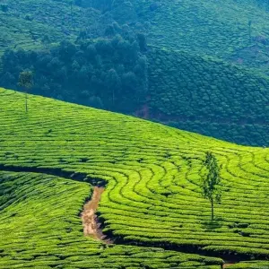 Explore God's Own Country 'Kerala' for 7 days with Bout India and discover unforgettable experiences - Photo 5