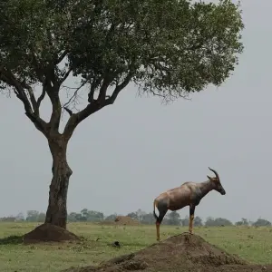 Explore 10 Days 9 Nights Samburu Np, Ol Pejeta Conservancy - Sweetwaters, Lake Nakuru Np & Masai Mara National Reserve for 10 days with Breezy Tours And Travel and discover unforgettable experiences - Photo 4