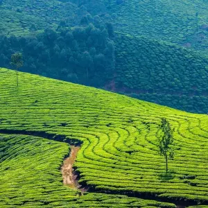 Explore A Heaven Called "Kerala" for 10 days with Bout India and discover unforgettable experiences - Photo 7