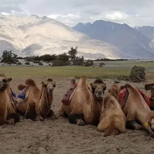 Explore The Quaint Monasteries & the Eternal Bliss: Leh -Ladakh for 7 days with Bout India and discover unforgettable experiences - Photo 7