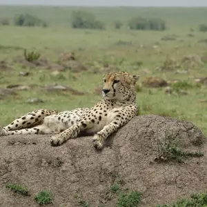 Explore 10 Days 9 Nights Samburu Np, Ol Pejeta Conservancy - Sweetwaters, Lake Nakuru Np & Masai Mara National Reserve for 10 days with Breezy Tours And Travel and discover unforgettable experiences - Photo 6