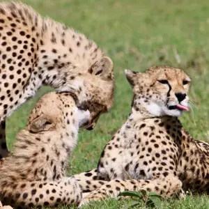 Explore 10 Days 9 Nights Samburu Np, Ol Pejeta Conservancy - Sweetwaters, Lake Nakuru Np & Masai Mara National Reserve for 10 days with Breezy Tours And Travel and discover unforgettable experiences - Photo 7