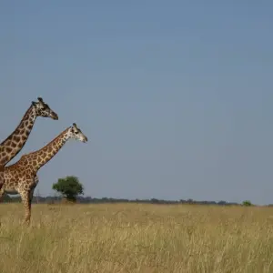 Explore 10 Days 9 Nights Samburu Np, Ol Pejeta Conservancy - Sweetwaters, Lake Nakuru Np & Masai Mara National Reserve for 10 days with Breezy Tours And Travel and discover unforgettable experiences - Photo 8