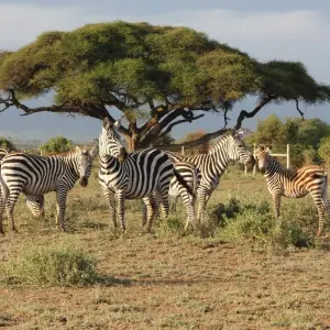 Explore 10 Days 9 Nights Samburu Np, Ol Pejeta Conservancy - Sweetwaters, Lake Nakuru Np & Masai Mara National Reserve for 10 days with Breezy Tours And Travel and discover unforgettable experiences - Photo 9