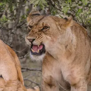 Explore 10 Days 9 Nights Samburu Np, Ol Pejeta Conservancy - Sweetwaters, Lake Nakuru Np & Masai Mara National Reserve for 10 days with Breezy Tours And Travel and discover unforgettable experiences - Photo 10