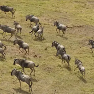 Explore 10 Days 9 Nights Samburu Np, Ol Pejeta Conservancy - Sweetwaters, Lake Nakuru Np & Masai Mara National Reserve for 10 days with Breezy Tours And Travel and discover unforgettable experiences - Photo 11