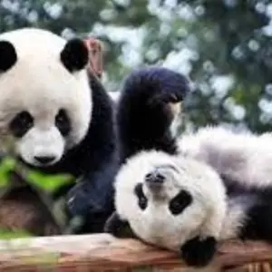Explore Vacation to China with Chengdu Pandas 14 Days for 14 days with Bravo Indochina Tours and discover unforgettable experiences - Photo 5