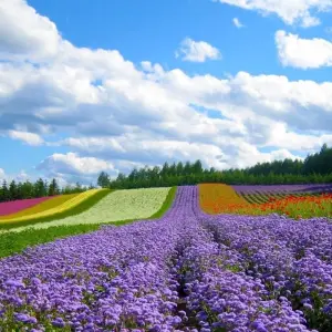 Explore Wonders of Vietnam tour 15 Days for 15 days with Bravo Indochina Tours and discover unforgettable experiences - Photo 4