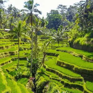 Explore Bali Natural & Cultural Immersion Tour 7 Days for 7 days with Bravo Indochina Tours and discover unforgettable experiences - Photo 3