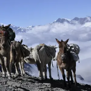 Explore Annapurna Base Camp Trek for 15 days with Broad Adventure Pvt. Ltd. and discover unforgettable experiences - Photo 5