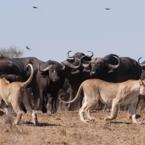 Explore South Africa to Victoria Falls 12 Day Adventure for 12 days with BrushBuck Wildlife Tours and discover unforgettable experiences - Photo 2