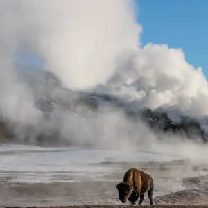 Explore Yellowstone / Grand Teton 4 Day / 3 Night Wildlife Adventure for 4 days with BrushBuck Wildlife Tours and discover unforgettable experiences - Photo 3