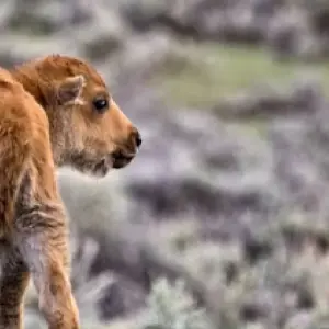 Explore Grand Teton / Yellowstone National Parks 2 Day / 1 Night Wildlife Adventure for 2 days with BrushBuck Wildlife Tours and discover unforgettable experiences - Photo 2
