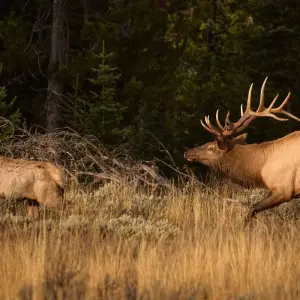 Explore Yellowstone / Grand Teton 4 Day / 3 Night Wildlife Adventure for 4 days with BrushBuck Wildlife Tours and discover unforgettable experiences - Photo 4