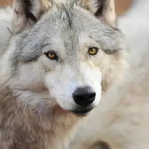 Explore Grand Teton / Yellowstone National Parks 2 Day / 1 Night Wildlife Adventure for 2 days with BrushBuck Wildlife Tours and discover unforgettable experiences - Photo 3