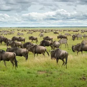 Explore Kenya & Tanzania Great Migration 12-Day  Adventure with optional Gorilla trek add-on for 12 days with BrushBuck Wildlife Tours and discover unforgettable experiences - Photo 3