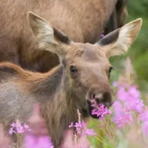 Explore Grand Teton / Yellowstone National Parks 2 Day / 1 Night Wildlife Adventure for 2 days with BrushBuck Wildlife Tours and discover unforgettable experiences - Photo 4