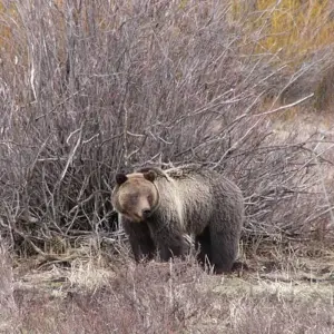 Explore Alaska: Ocean Wildlife to Interior Wilderness Adventure - 9 Days for 9 days with BrushBuck Wildlife Tours and discover unforgettable experiences - Photo 5