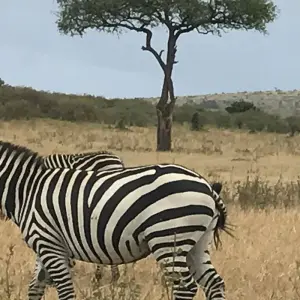 Explore Kenya & Tanzania Great Migration 12-Day  Adventure with optional Gorilla trek add-on for 12 days with BrushBuck Wildlife Tours and discover unforgettable experiences - Photo 4