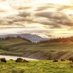 Explore Yellowstone / Grand Teton 4 Day / 3 Night Wildlife Adventure for 4 days with BrushBuck Wildlife Tours and discover unforgettable experiences - Photo 6