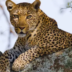 Explore South Africa to Victoria Falls 12 Day Adventure for 12 days with BrushBuck Wildlife Tours and discover unforgettable experiences - Photo 7