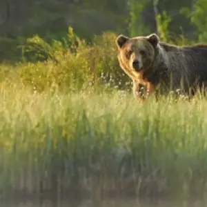 Explore Anchorage: Kenai Fjords & Denali National Park 5 Day/4 Night Adventure for 5 days with BrushBuck Wildlife Tours and discover unforgettable experiences - Photo 2