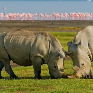 Explore Kenya & Tanzania Great Migration 12-Day  Adventure with optional Gorilla trek add-on for 12 days with BrushBuck Wildlife Tours and discover unforgettable experiences - Photo 6