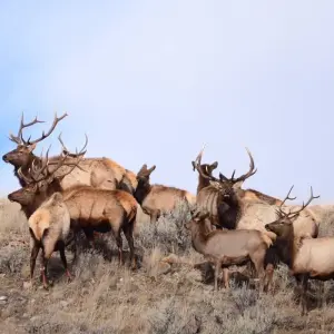 Explore Grand Teton / Yellowstone National Parks 2 Day / 1 Night Wildlife Adventure for 2 days with BrushBuck Wildlife Tours and discover unforgettable experiences - Photo 7