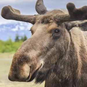 Explore Alaska: Ocean Wildlife to Interior Wilderness Adventure - 9 Days for 9 days with BrushBuck Wildlife Tours and discover unforgettable experiences - Photo 8