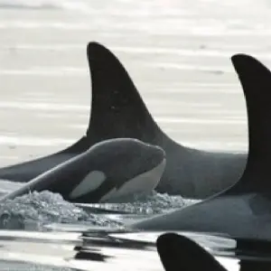 Explore Anchorage: Kenai Fjords & Denali National Park 5 Day/4 Night Adventure for 5 days with BrushBuck Wildlife Tours and discover unforgettable experiences - Photo 3