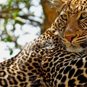 Explore Kenya & Tanzania Great Migration 12-Day  Adventure with optional Gorilla trek add-on for 12 days with BrushBuck Wildlife Tours and discover unforgettable experiences - Photo 7