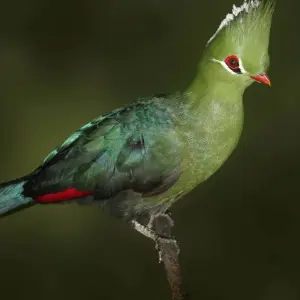 Explore South Africa Garden Route to Kruger National Park 8 Day Adventure for 8 days with BrushBuck Wildlife Tours and discover unforgettable experiences - Photo 3