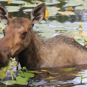 Explore Anchorage: Kenai Fjords & Denali National Park 5 Day/4 Night Adventure for 5 days with BrushBuck Wildlife Tours and discover unforgettable experiences - Photo 4