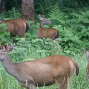 Explore Poon Hill Trek & Chitwan National Park Tour for 10 days with Buna Treks & Expedition Pvt Ltd and discover unforgettable experiences - Photo 3