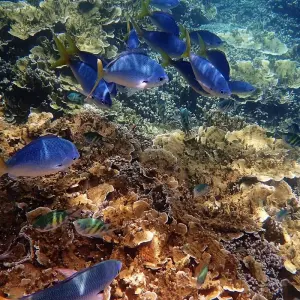 Explore AUSTRALIA – 12 Days Melbourne Uluru Cairns Sydney for 12 days with Bucket List Group Travel LLC and discover unforgettable experiences - Photo 3