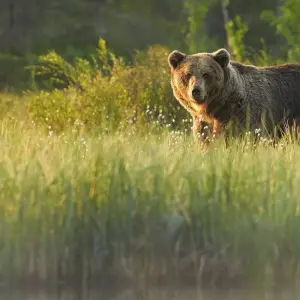 Explore Grand Teton / Yellowstone National Parks 2 Day / 1 Night Wildlife Adventure for 2 days with BrushBuck Wildlife Tours and discover unforgettable experiences - Photo 9