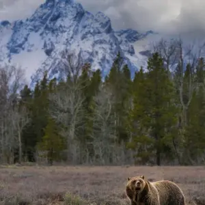 Explore Yellowstone / Grand Teton 4 Day / 3 Night Wildlife Adventure for 4 days with BrushBuck Wildlife Tours and discover unforgettable experiences - Photo 10