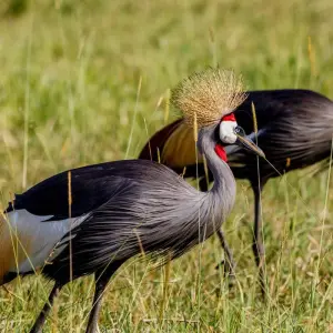 Explore Kenya & Tanzania Great Migration 12-Day  Adventure with optional Gorilla trek add-on for 12 days with BrushBuck Wildlife Tours and discover unforgettable experiences - Photo 9