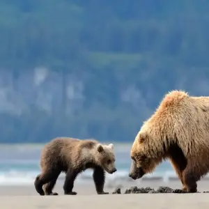 Explore Alaska: Ocean Wildlife to Interior Wilderness Adventure - 9 Days for 9 days with BrushBuck Wildlife Tours and discover unforgettable experiences - Photo 11
