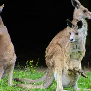 Explore AUSTRALIA – 12 Days Melbourne Uluru Cairns Sydney for 12 days with Bucket List Group Travel LLC and discover unforgettable experiences - Photo 5