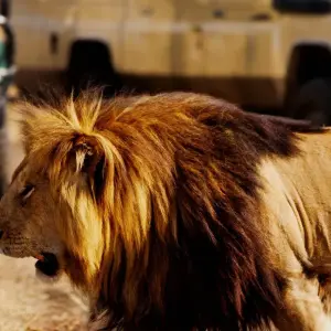 Explore South Africa Garden Route to Kruger National Park 8 Day Adventure for 8 days with BrushBuck Wildlife Tours and discover unforgettable experiences - Photo 7