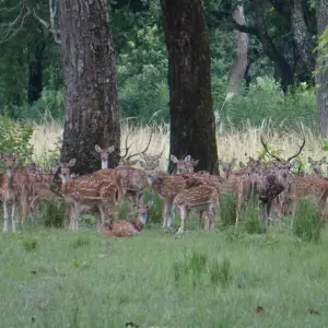 Explore Poon Hill Trek & Chitwan National Park Tour for 10 days with Buna Treks & Expedition Pvt Ltd and discover unforgettable experiences - Photo 7