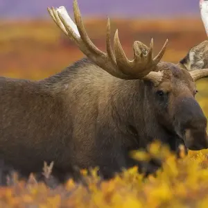 Explore Anchorage: Kenai Fjords & Denali National Park 5 Day/4 Night Adventure for 5 days with BrushBuck Wildlife Tours and discover unforgettable experiences - Photo 8